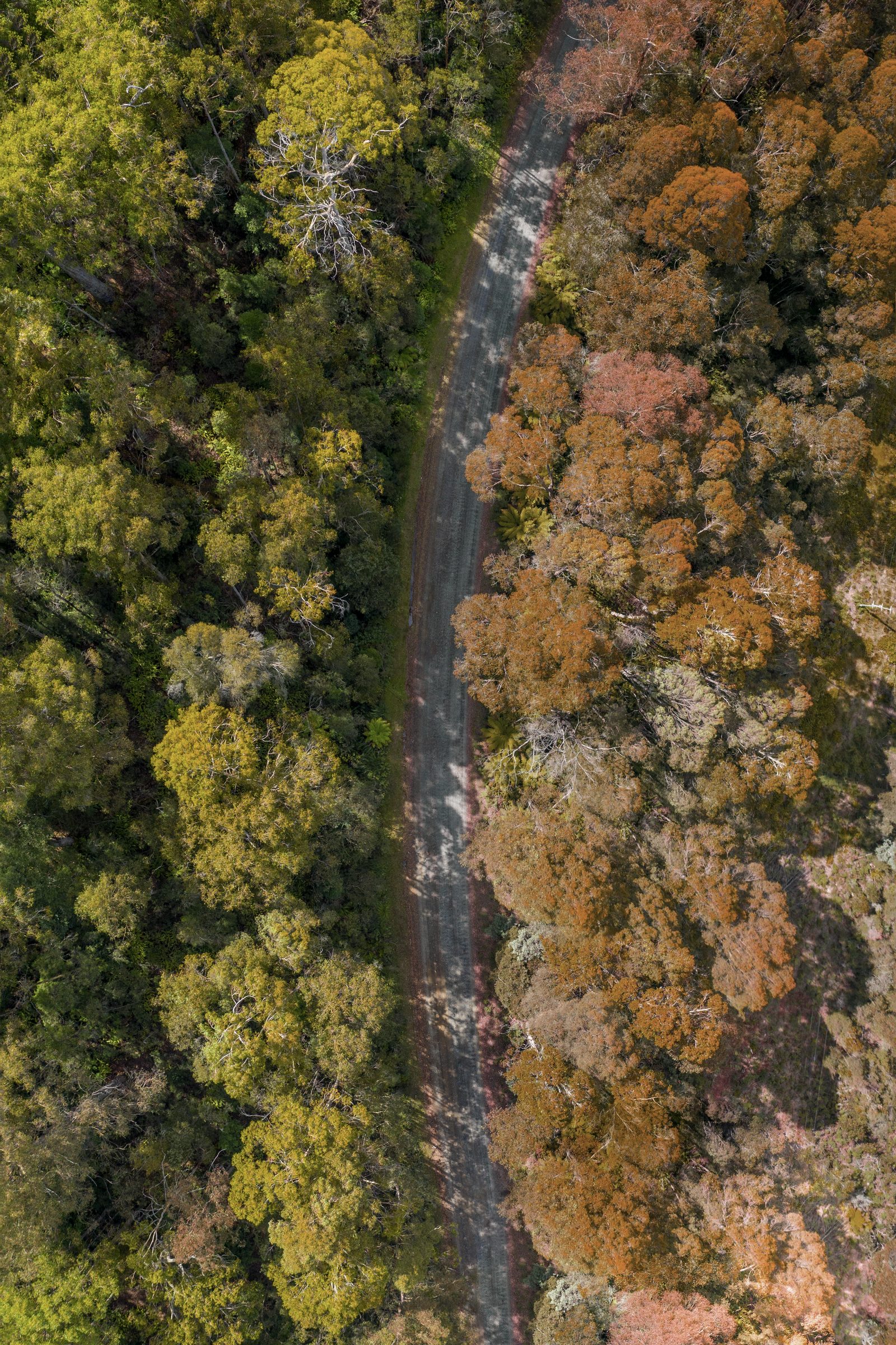 Seen straight down from the air, a gravel road splits dense green forest from a canopy turned rust and orange.