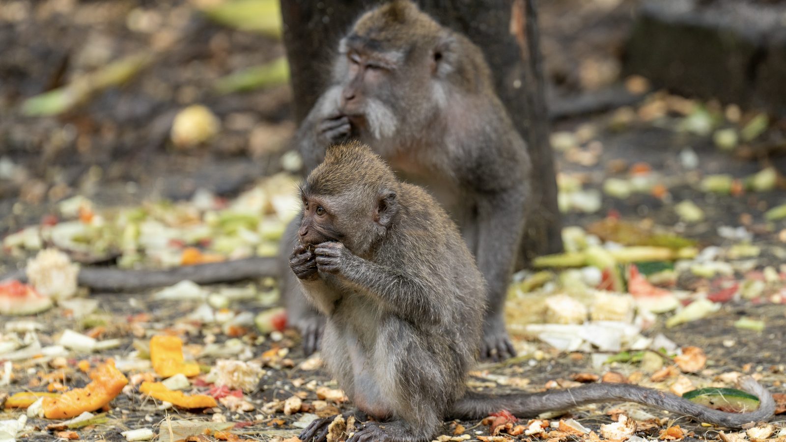 two long-tailed macaques crouched on the ground eating fruit scraps, an adult behind a smaller one, peel scattered around them
