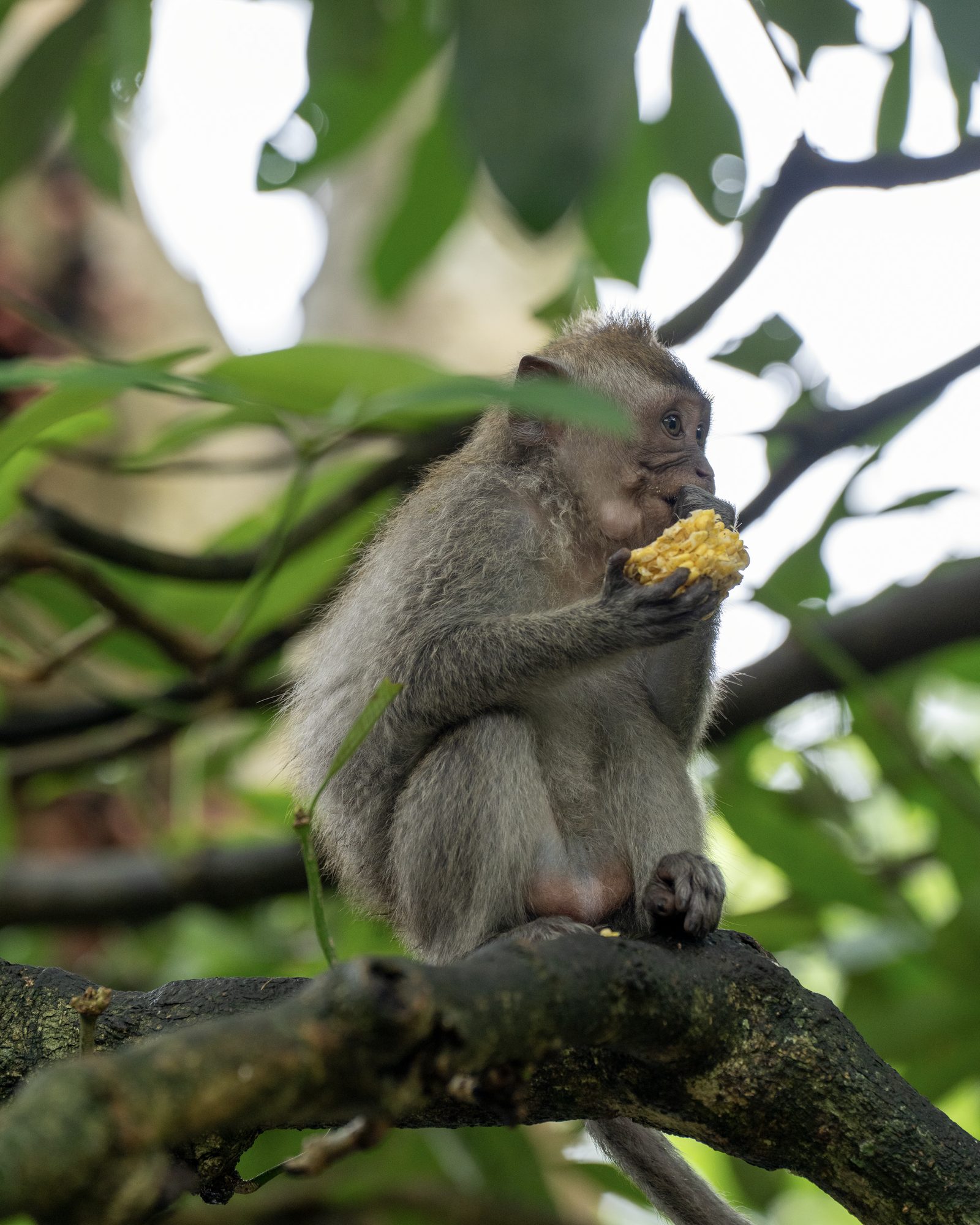 a long-tailed macaque sitting on a mossy branch holding a cob of corn to its mouth, green leaves framing it