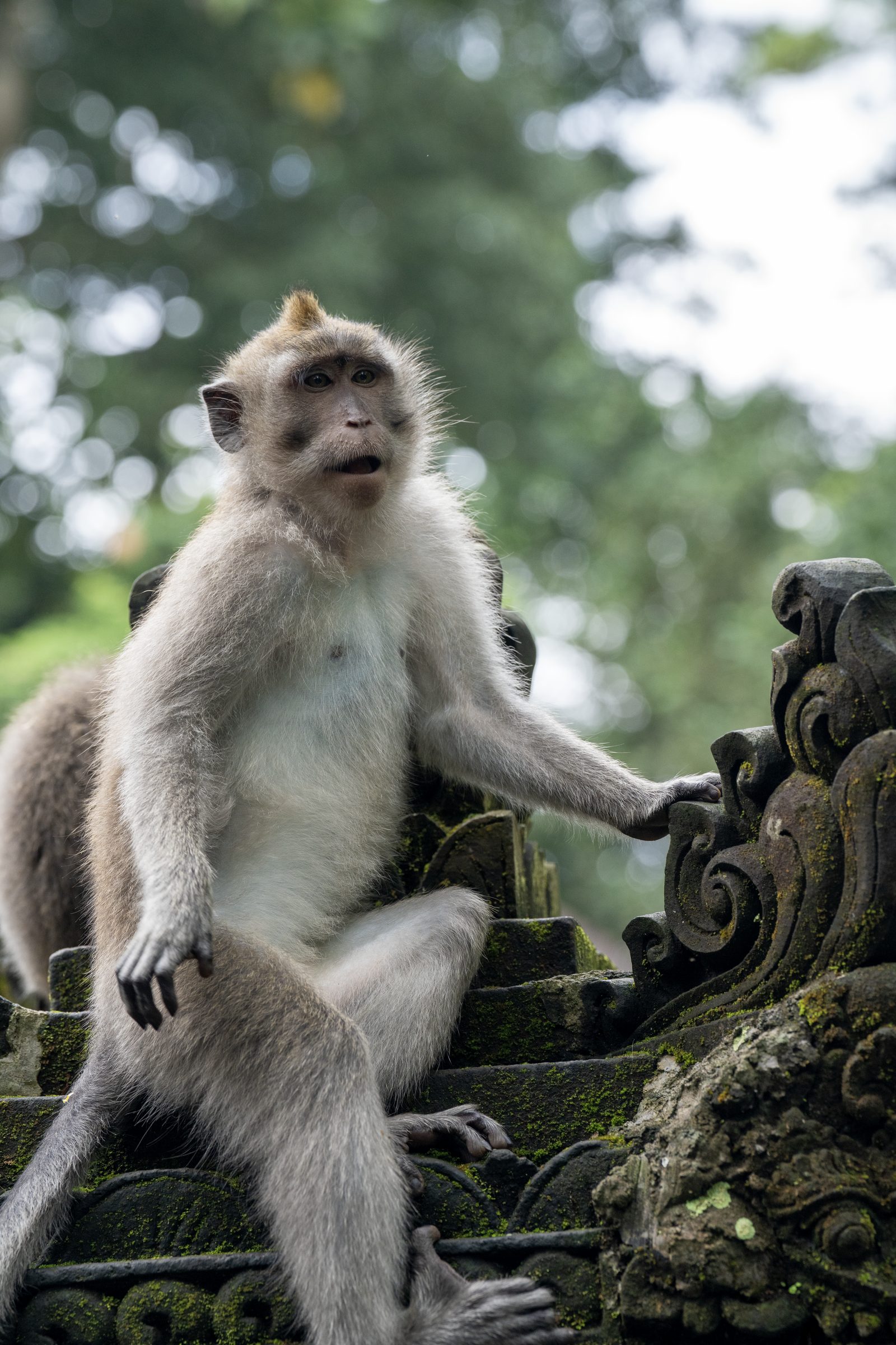 a long-tailed macaque sitting upright on carved mossy temple stone, one arm outstretched and mouth open