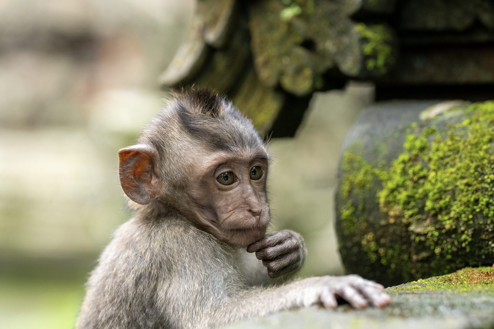 a juvenile long-tailed macaque resting a hand against its mouth, eyes turned aside, moss-covered temple stone behind