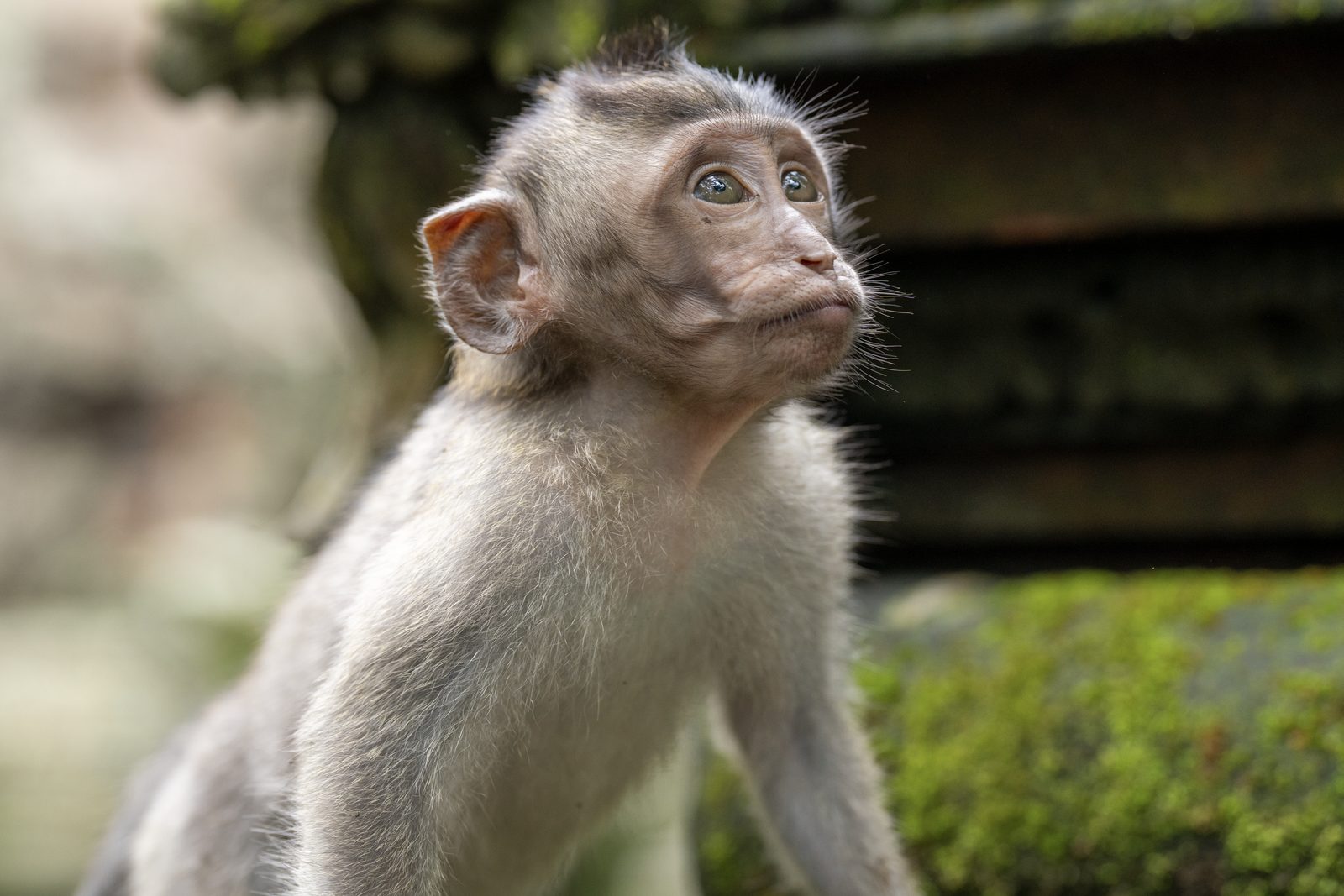 a juvenile long-tailed macaque with pale fur looking upward, pale green eyes catching the light against blurred foliage