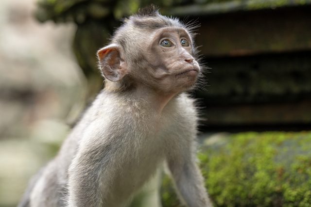a juvenile long-tailed macaque with pale fur looking upward, pale green eyes catching the light against blurred foliage