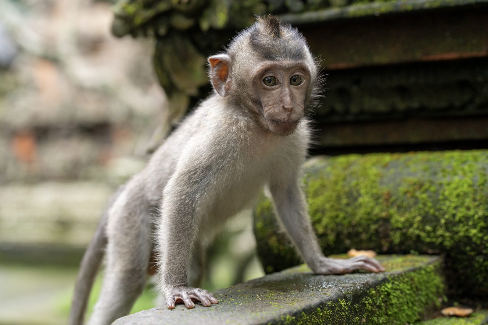 a juvenile long-tailed macaque standing on a mossy stone step with one hand forward, looking straight at the camera