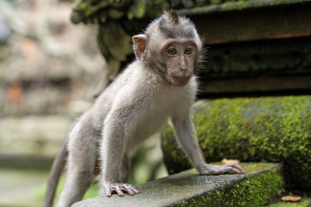 a juvenile long-tailed macaque standing on a mossy stone step with one hand forward, looking straight at the camera