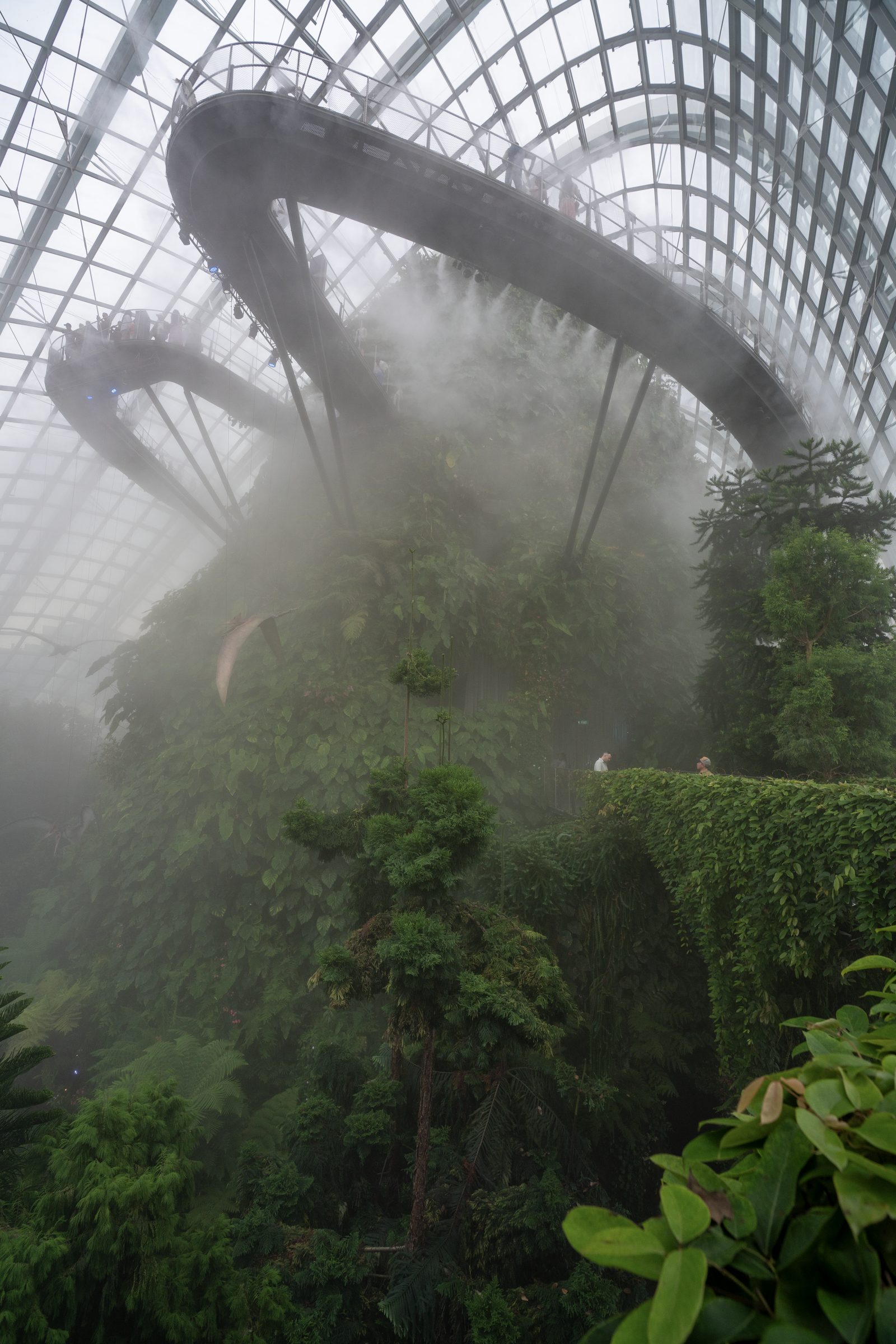 An elevated walkway loops through mist above a lush indoor cloud forest, its glass dome ceiling arching overhead.