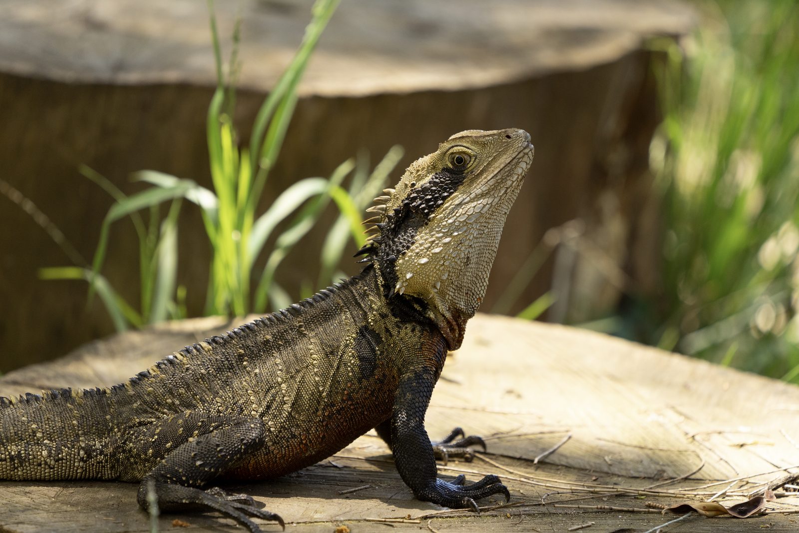 an eastern water dragon raised on a cut log in bright sun, dark banded body and pale throat sharp against green grass