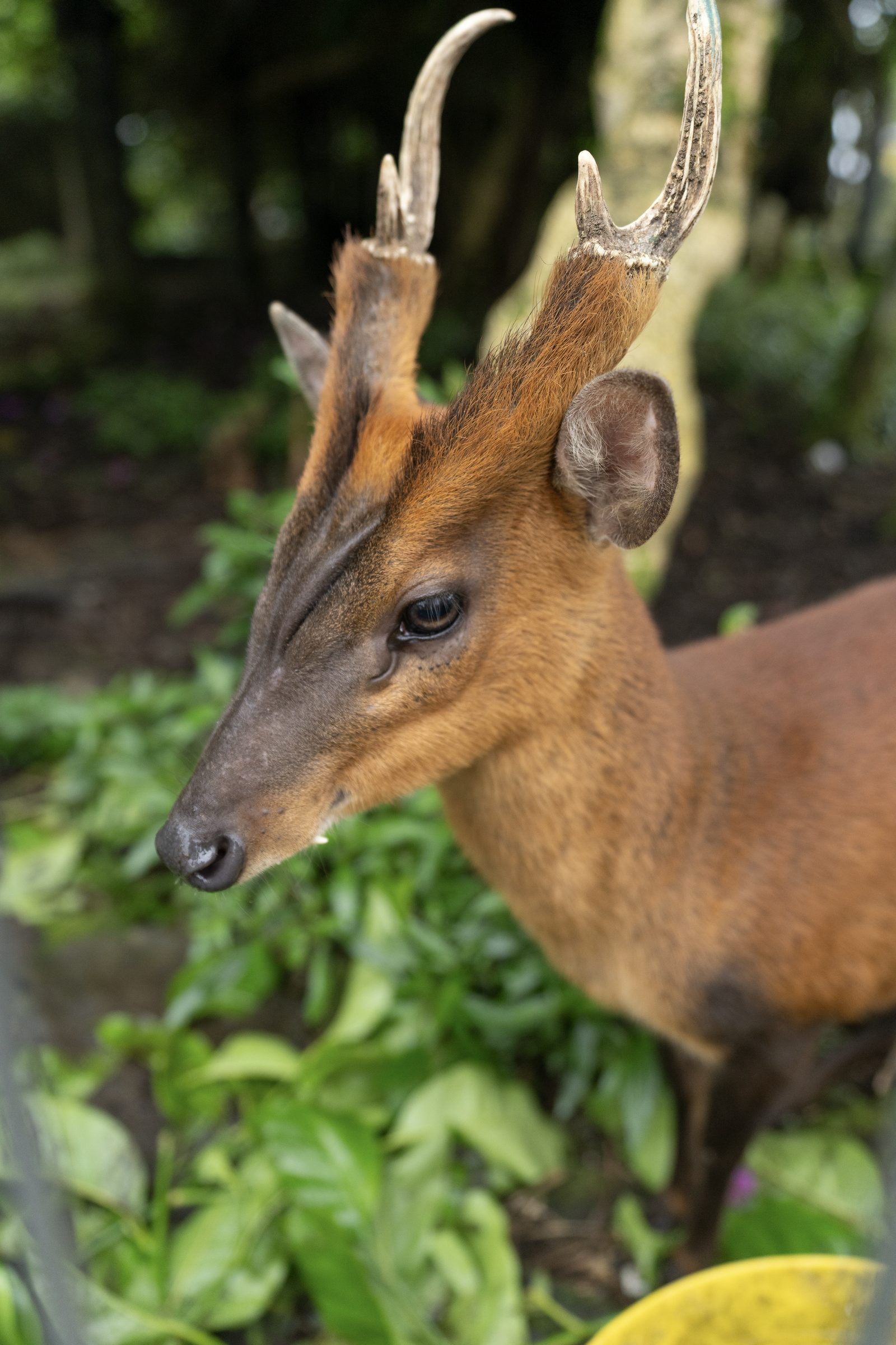 a small reddish-brown deer with short forked antlers turns its head in profile, dense green foliage behind