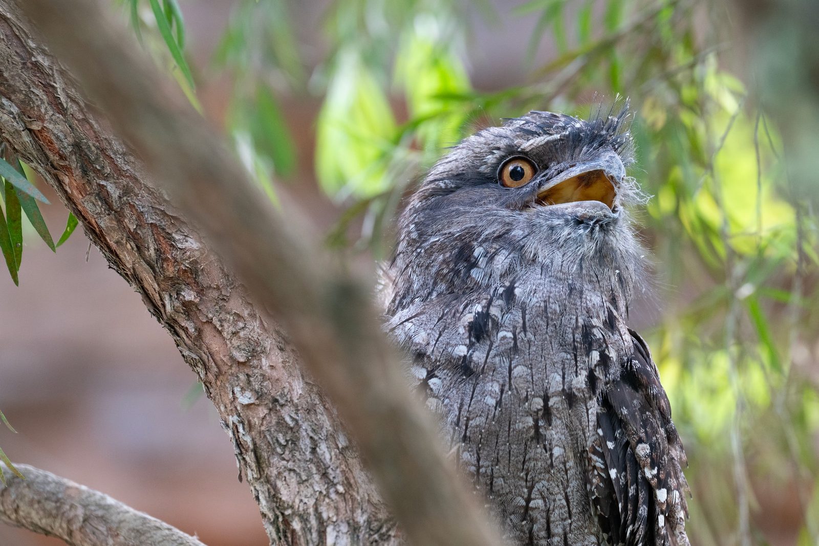 a tawny frogmouth perched on a branch, mottled grey plumage blending into bark, one large amber eye open toward the camera