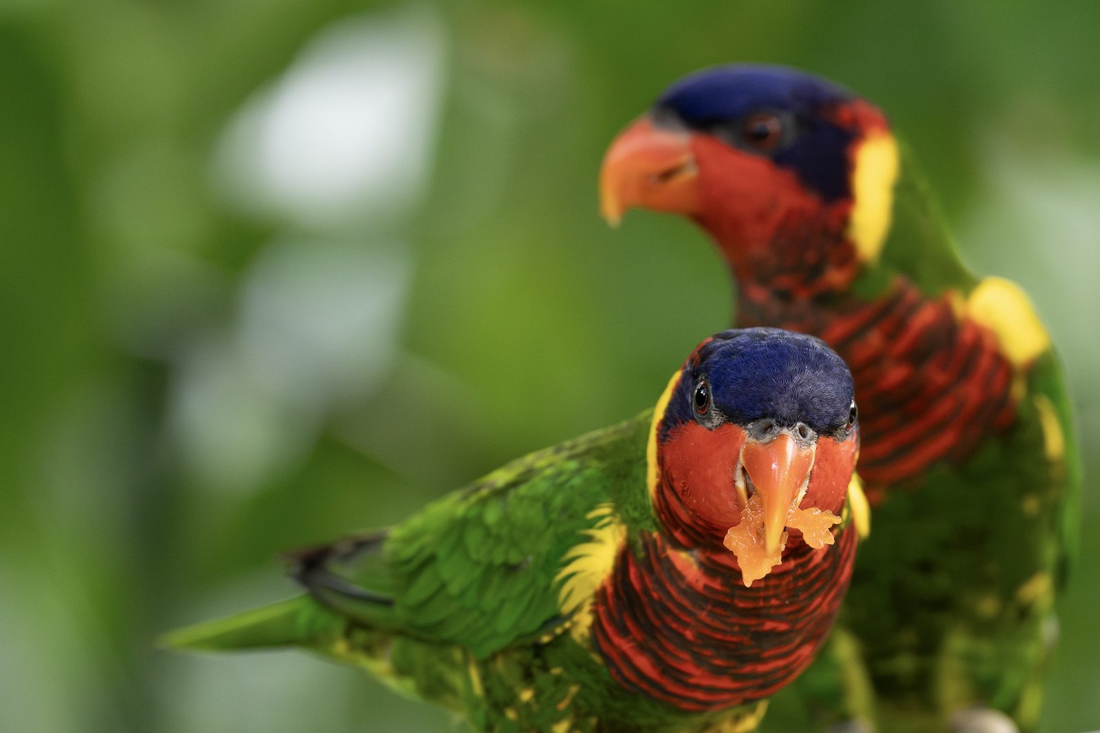 two lorikeets perched together, blue heads and barred red breasts bright against blurred green, the nearer one holding food in its bill