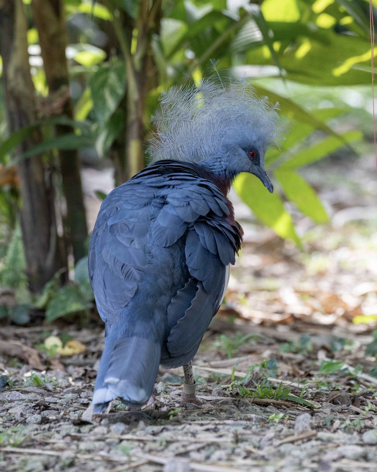 a Victoria crowned pigeon walks away across leaf litter, its lacy blue crest fanned above slate wings