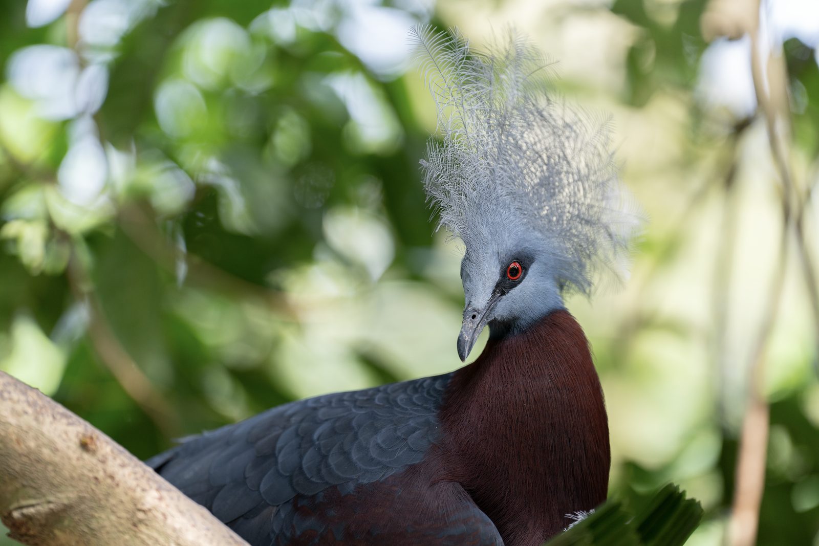 a Victoria crowned pigeon turns its head on a branch, red eye and fanned blue crest above a deep maroon breast