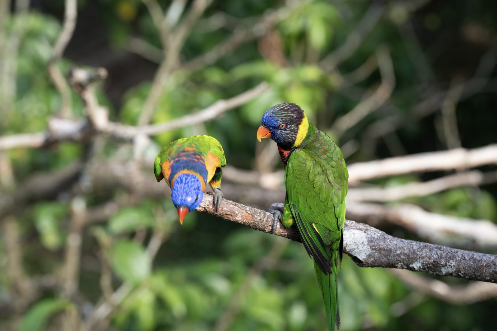two rainbow lorikeets share a bare diagonal branch, one upright to camera and the other bowed low over the bark