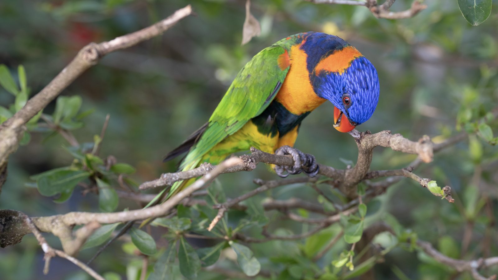a rainbow lorikeet bends head-down along a branch to feed, blue head and orange breast bright against dark leaves