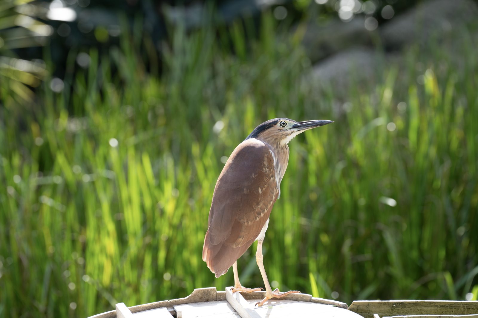 a nankeen night heron stands on the rim of a wooden barrel, chestnut back and black cap set against sunlit reeds