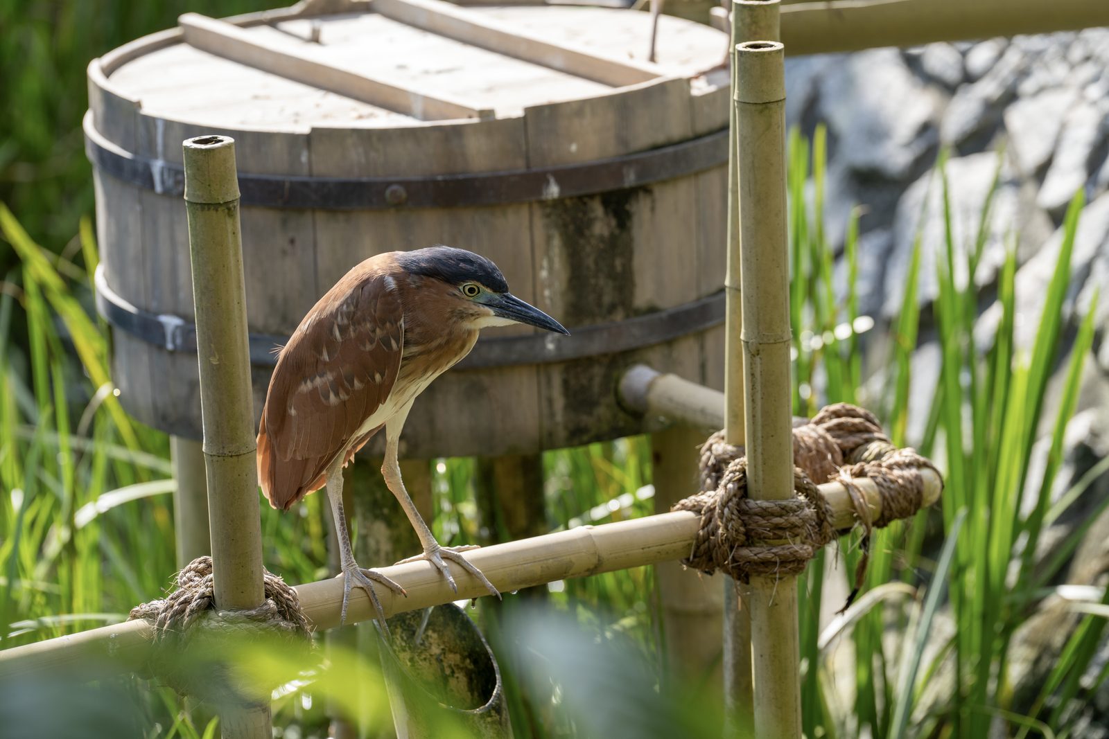 a nankeen night heron grips a bamboo rail bound with rope, a wooden barrel and pale rock behind it