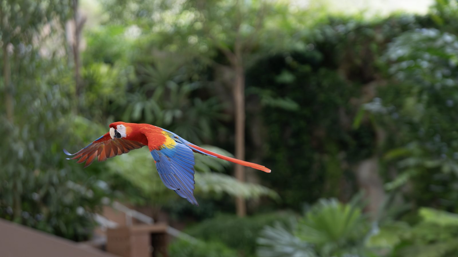 a scarlet macaw flies level across the frame, red body and blue and yellow wings held wide against dense green