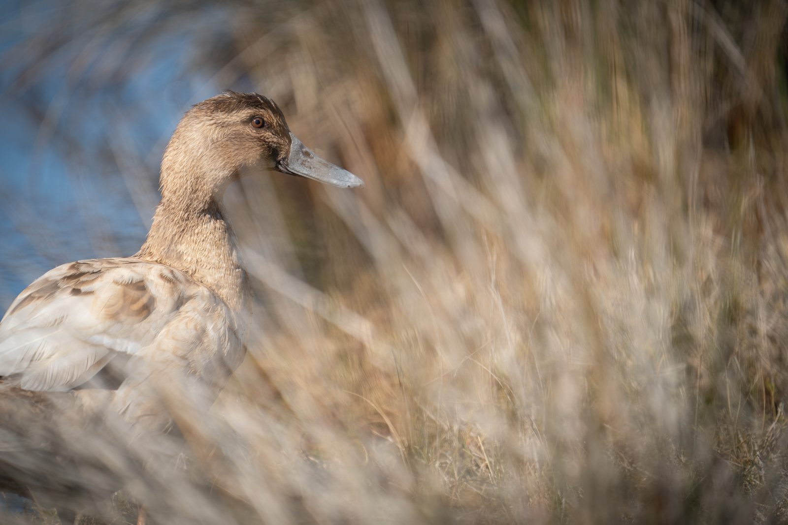 a mottled brown and cream duck resting among dry grass, its blue-grey bill catching low sun through the blur