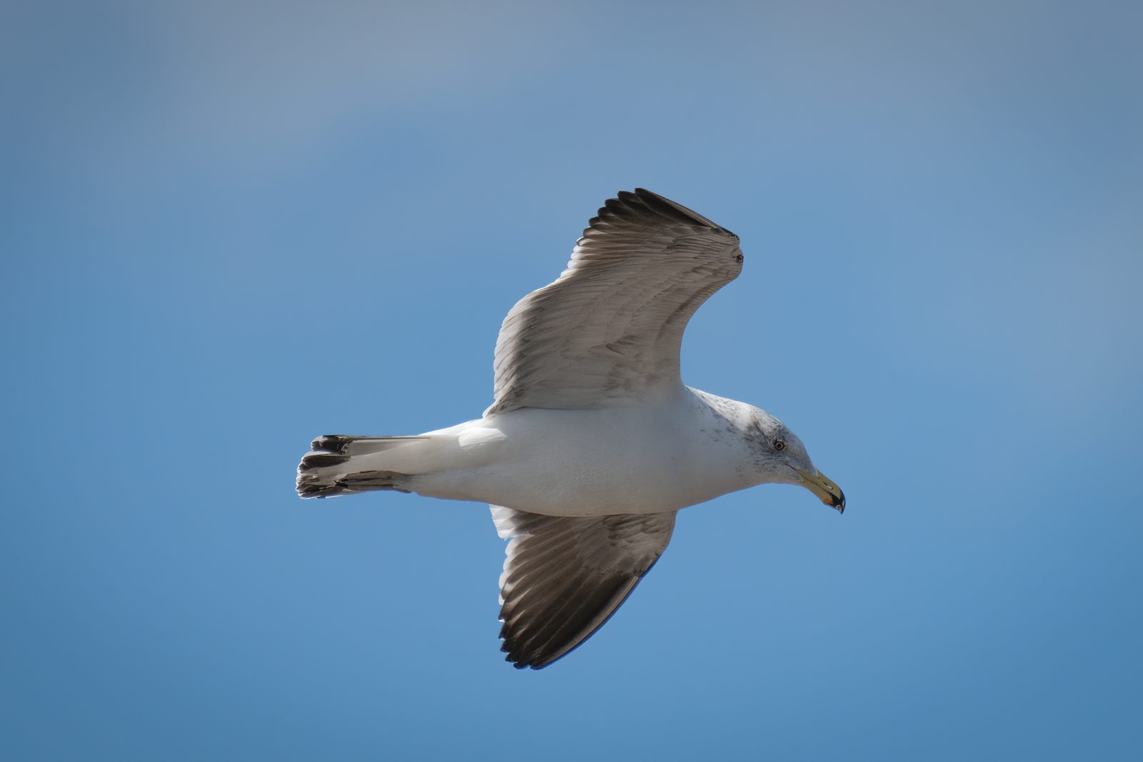 a gull banking across clear blue sky, wings raised and dark-tipped, pale underside lit from below