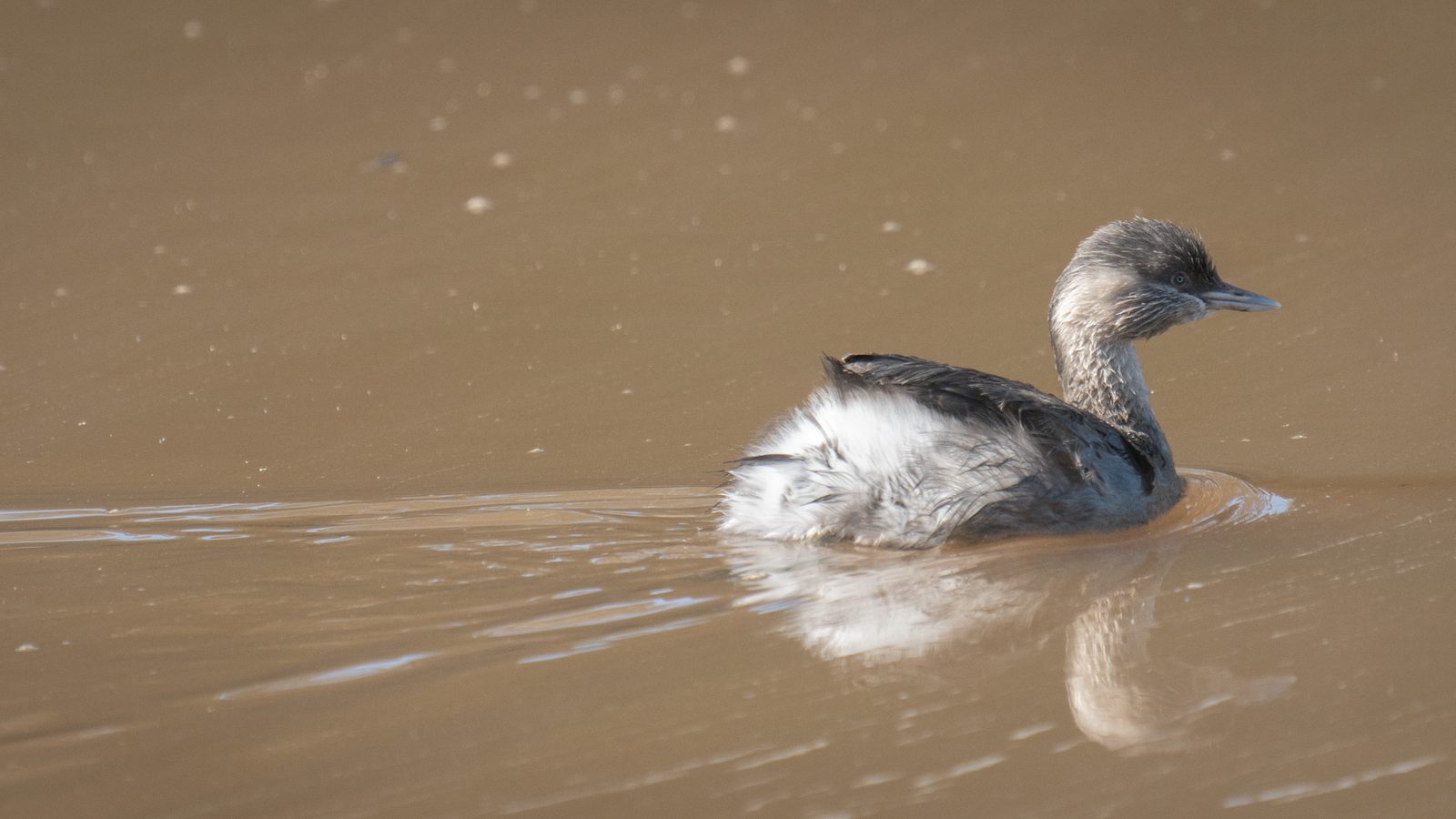 a small grebe paddling across muddy brown water, white flank feathers fluffed, its reflection breaking in the ripples