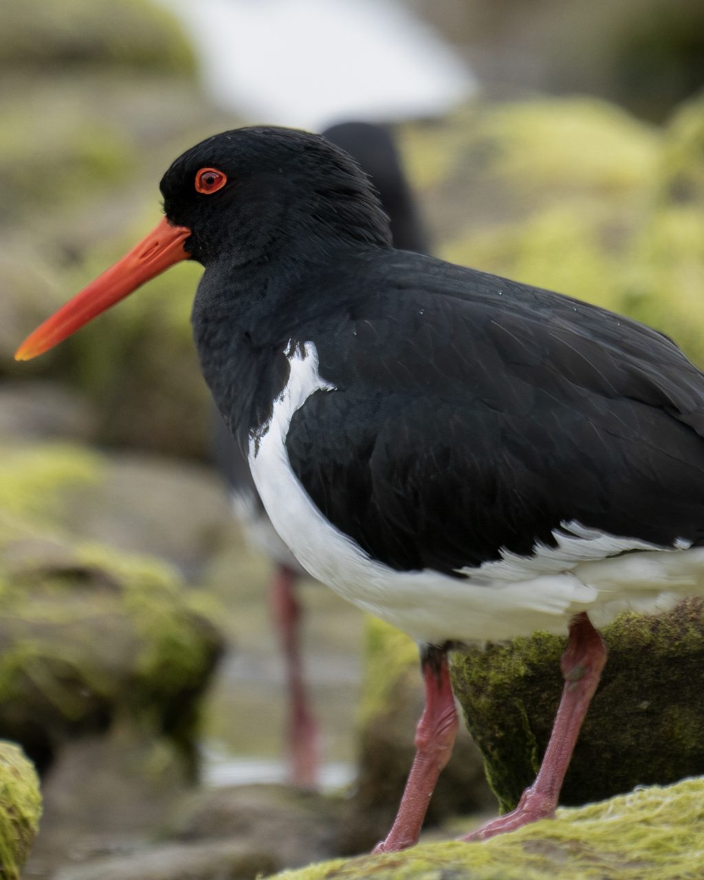 a pied oystercatcher standing on moss-covered rocks, its long orange bill and red-ringed eye catching soft coastal light
