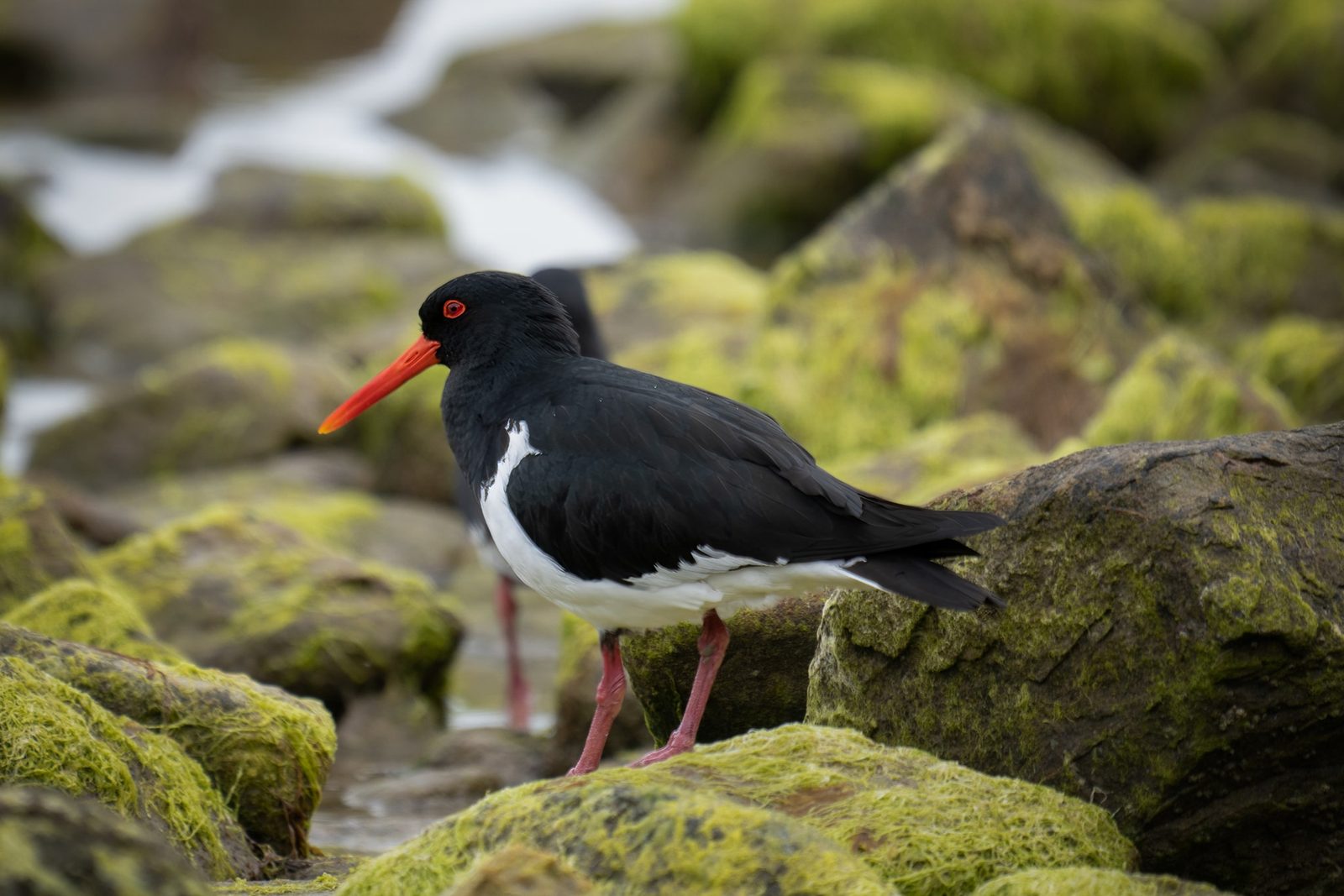a pied oystercatcher standing on moss-covered rocks, its long orange bill and red-ringed eye catching soft coastal light