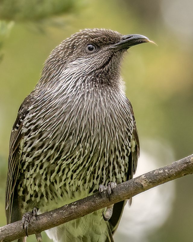 a wattlebird perched on a thin diagonal branch, finely streaked grey-brown plumage and dark bill sharp against soft green