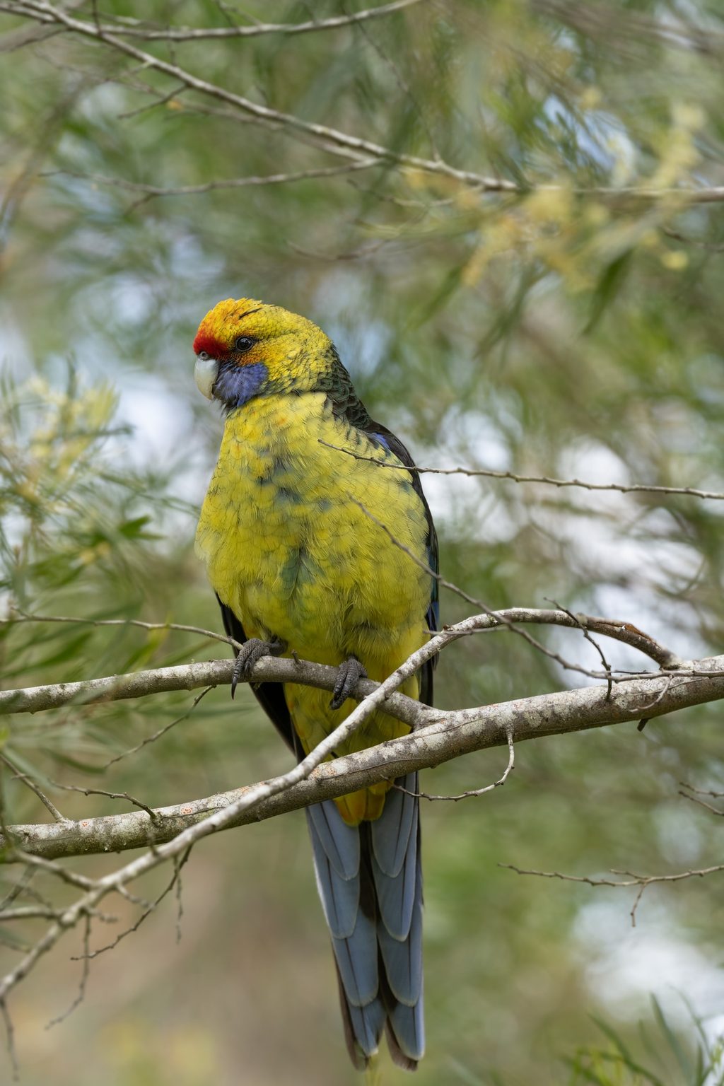 a green rosella perched in a wattle tree, red forehead and blue cheek patch bright against yellow-green plumage
