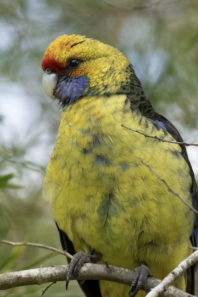 a green rosella perched in a wattle tree, red forehead and blue cheek patch bright against yellow-green plumage