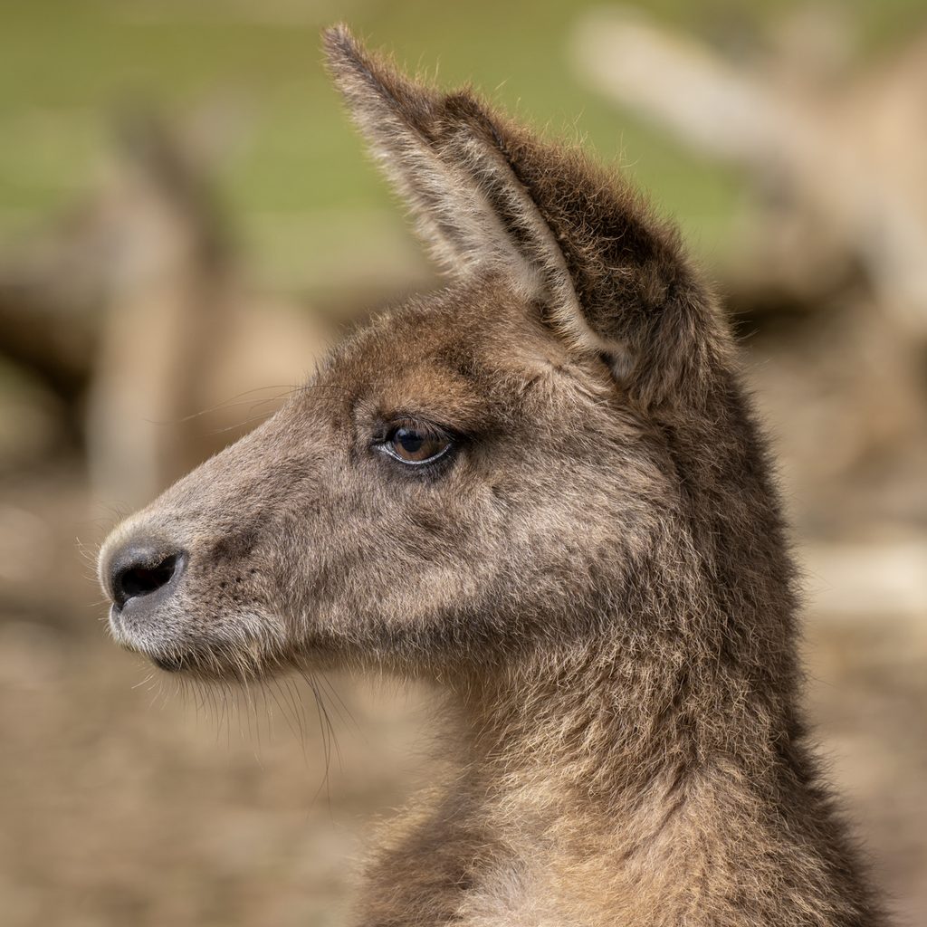 a young kangaroo in profile with one ear turned forward, soft brown fur lit by low sun against a blurred paddock