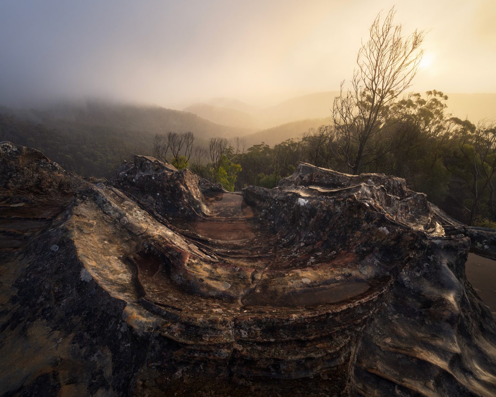 Sandstone ledge above a fog-filled valley, a bare tree backlit by low sun, forested ridgelines fading into the mist.