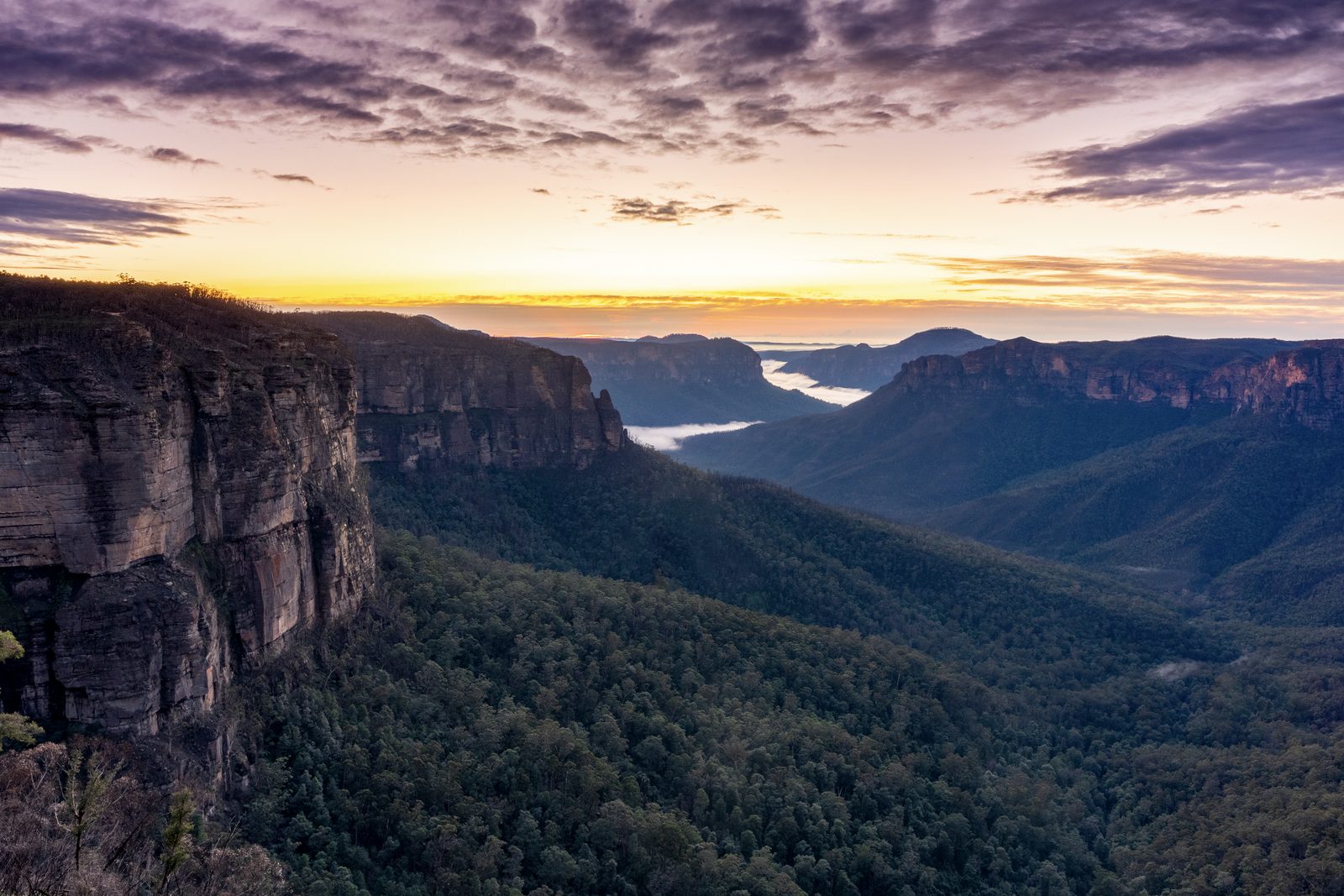 A wide forested gorge at sunrise, sandstone escarpments to the left and cloud lit purple and gold above the mist.