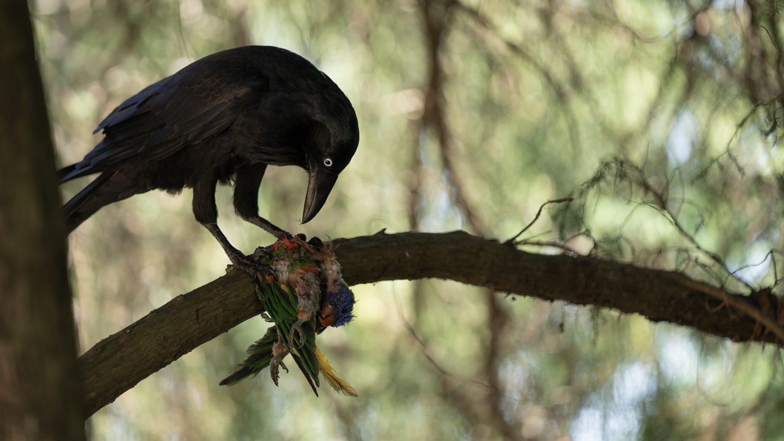an Australian raven stands on a branch over the body of a rainbow lorikeet, pale eye turned down toward it