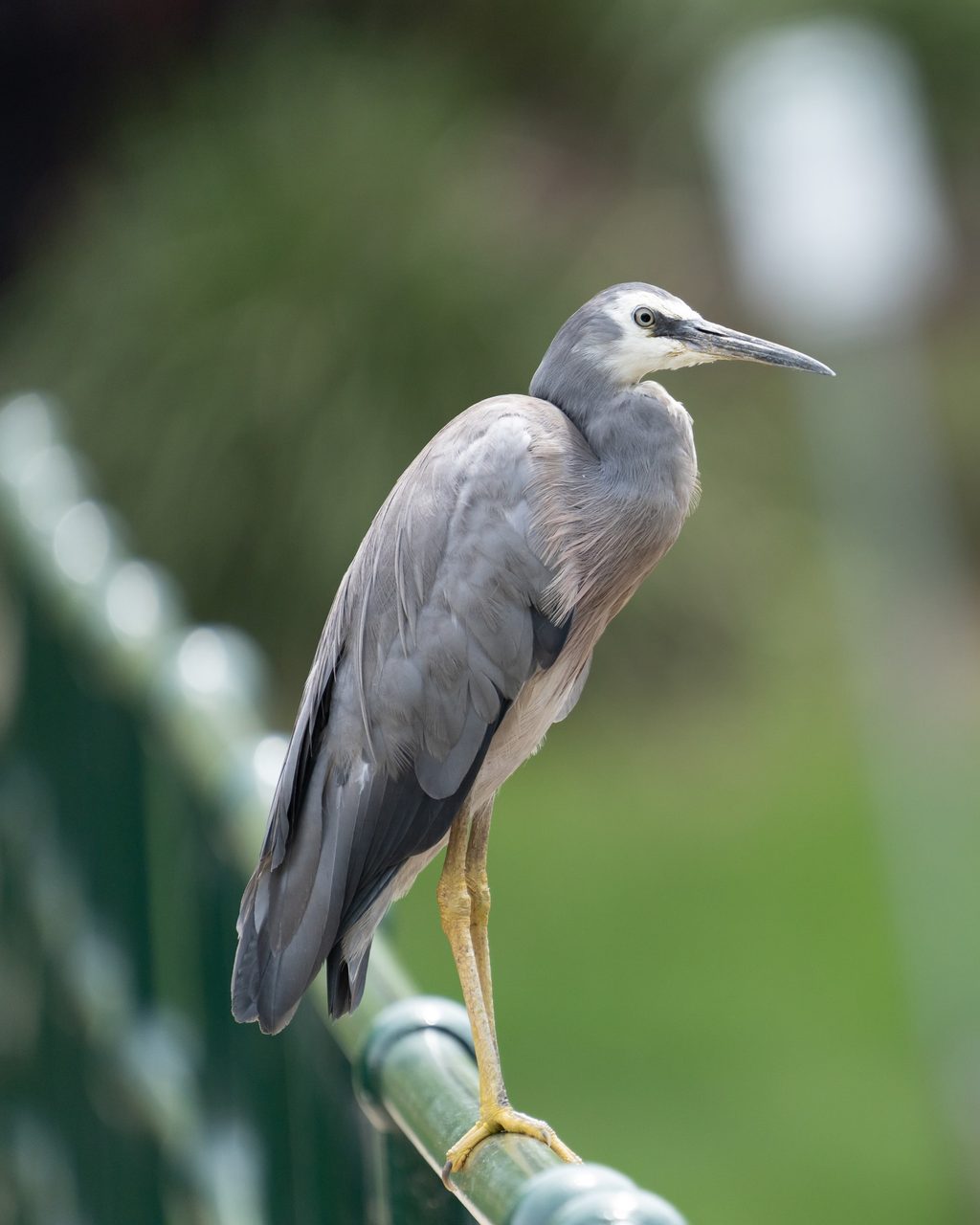 a white-faced heron balanced on one leg atop a green railing, long yellow legs and grey plumage set against a blurred lawn