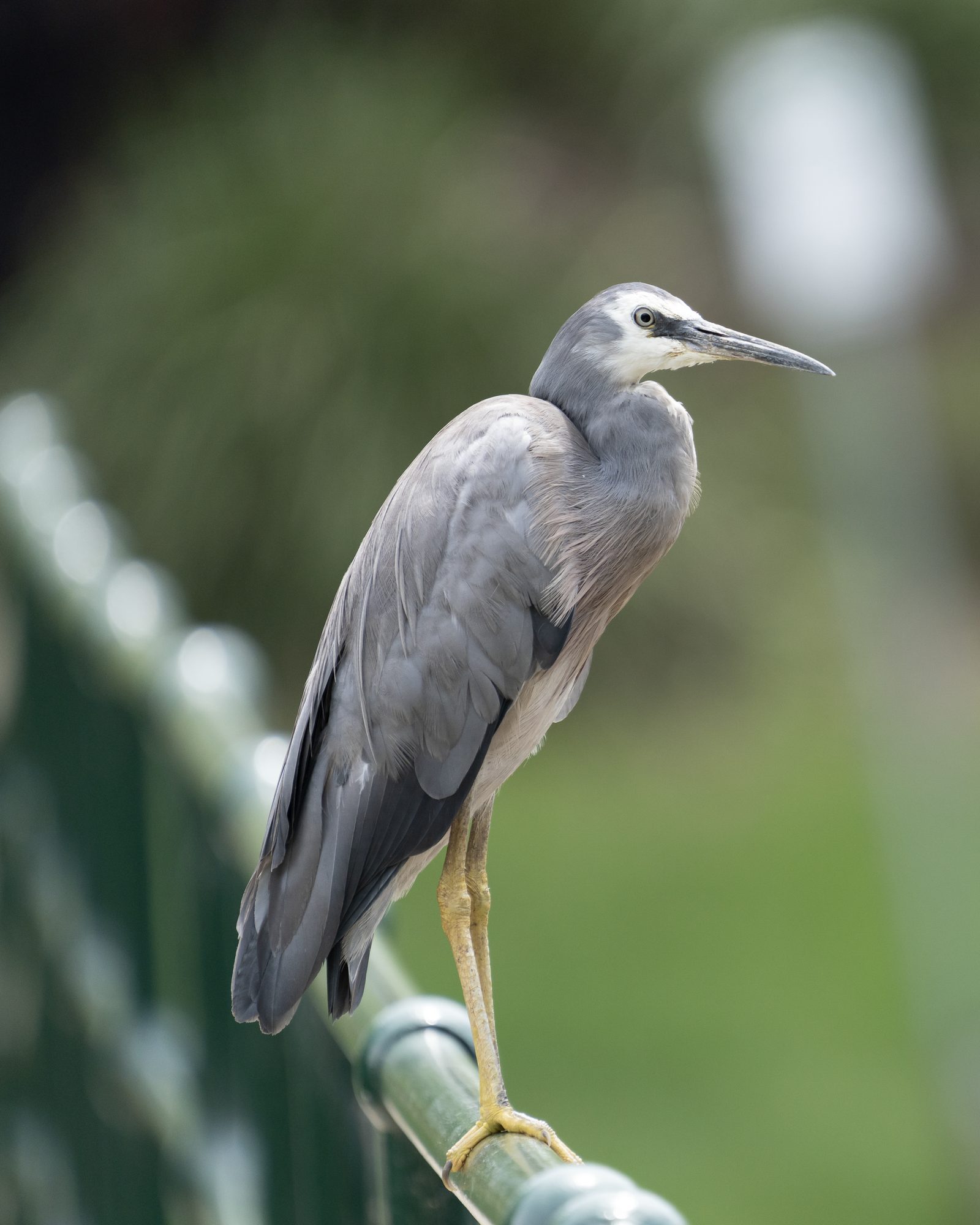 a white-faced heron balanced on one leg atop a green railing, long yellow legs and grey plumage set against a blurred lawn
