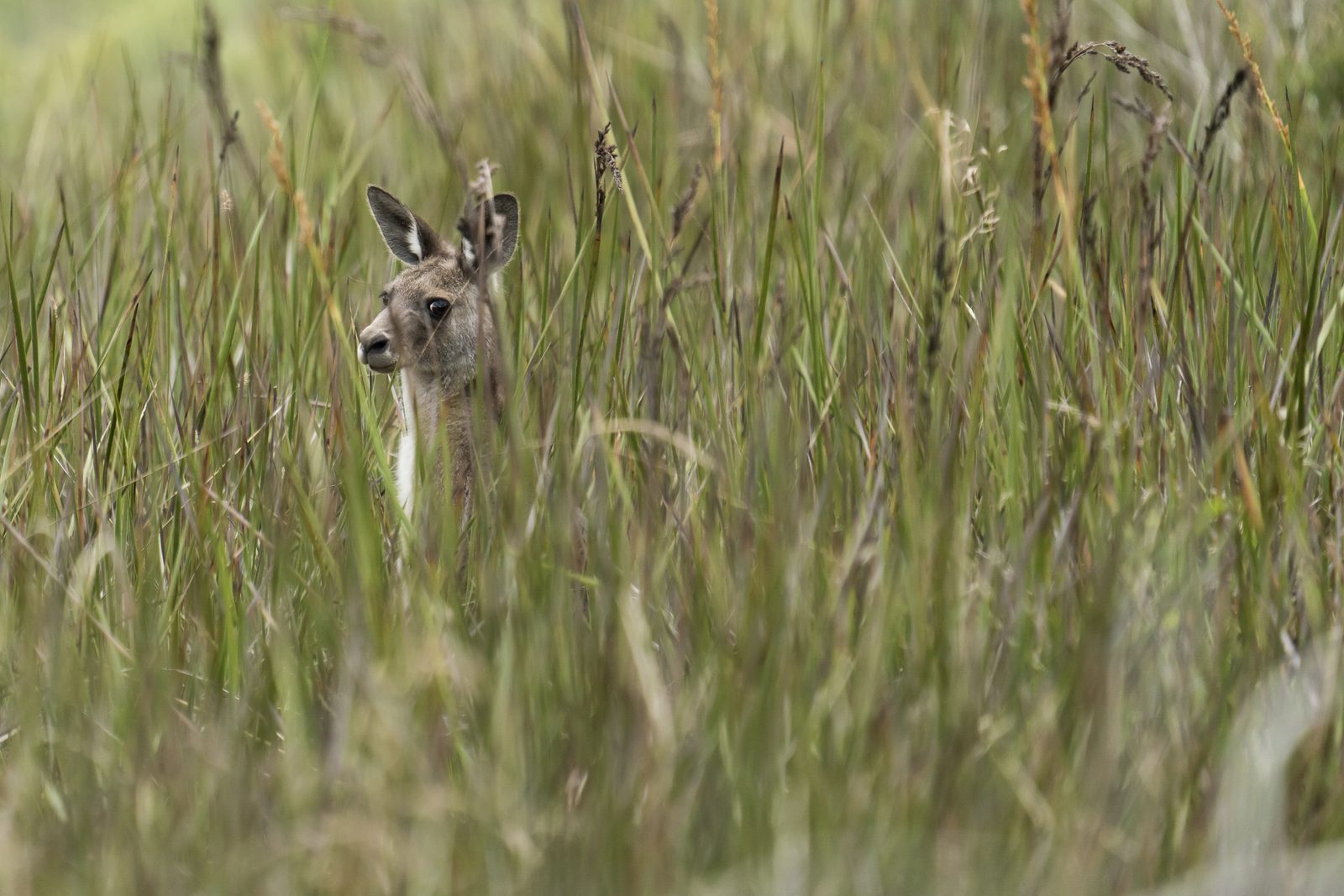 a kangaroo lifts its head clear of tall seeding grass, ears forward, the rest of it hidden in the blur