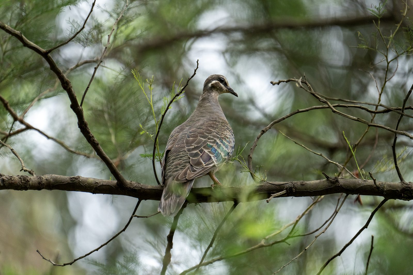 a common bronzewing perches on a horizontal branch among she-oak needles, a green wing patch catching the flat light