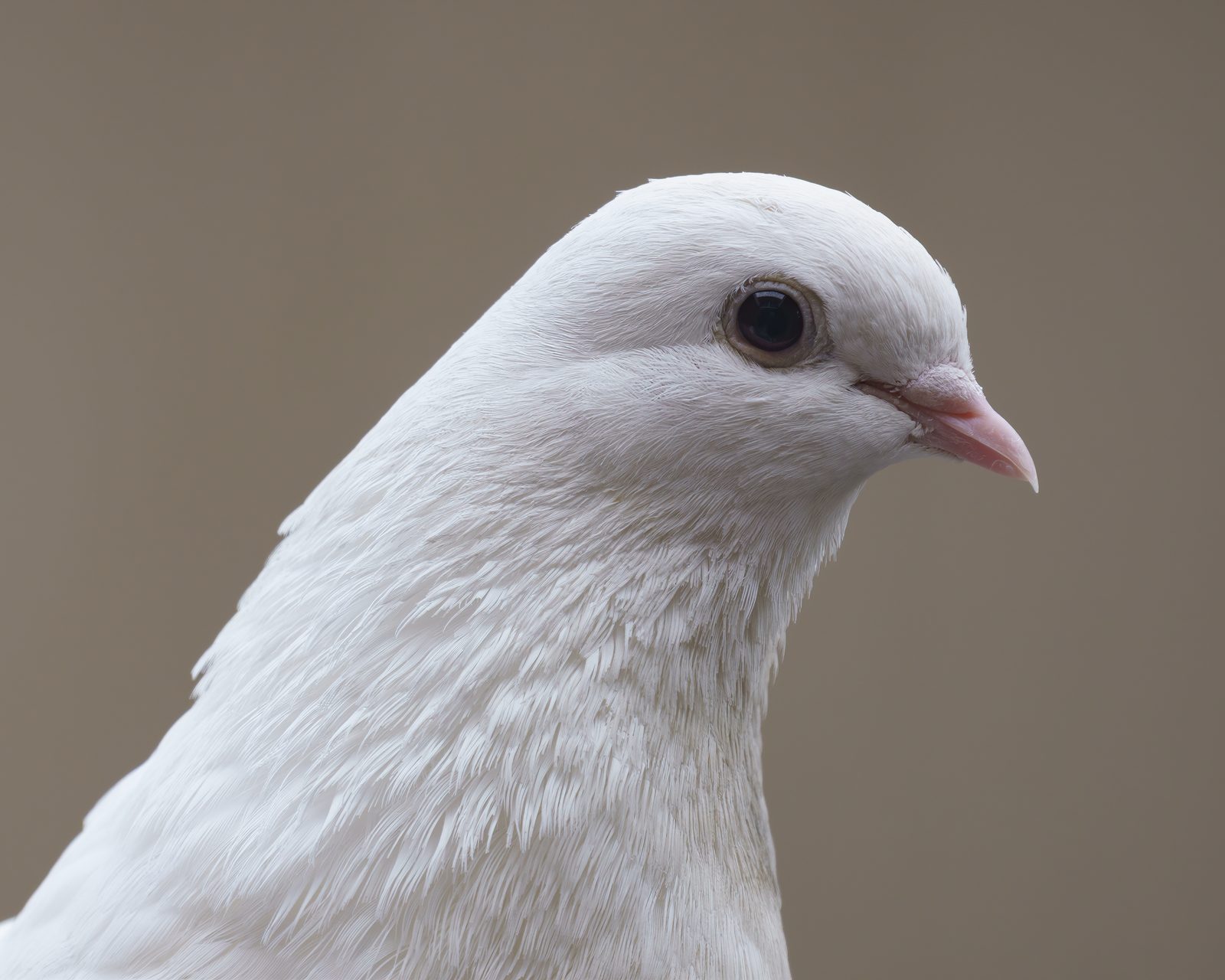 a white dove in close profile, pink bill and dark eye sharp against a plain warm grey background
