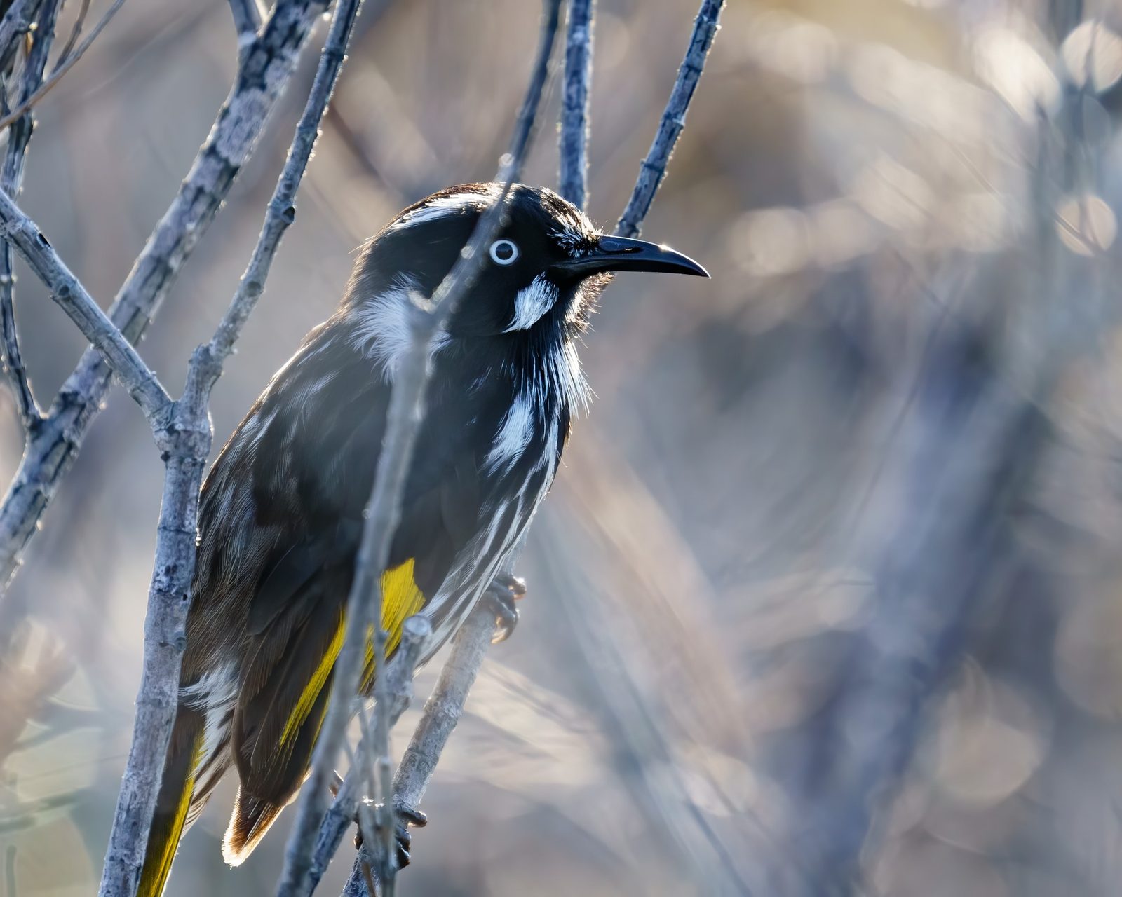 a New Holland honeyeater perched among bare backlit twigs, white eye bright against black plumage, yellow wing flashes catching the light