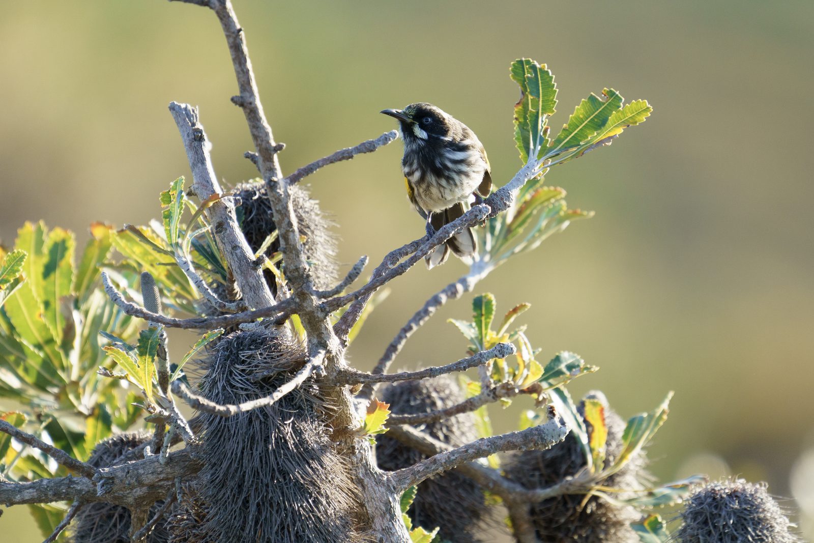 a New Holland honeyeater perched high in a banksia, streaked black and white plumage backlit by low sun, spent cones below