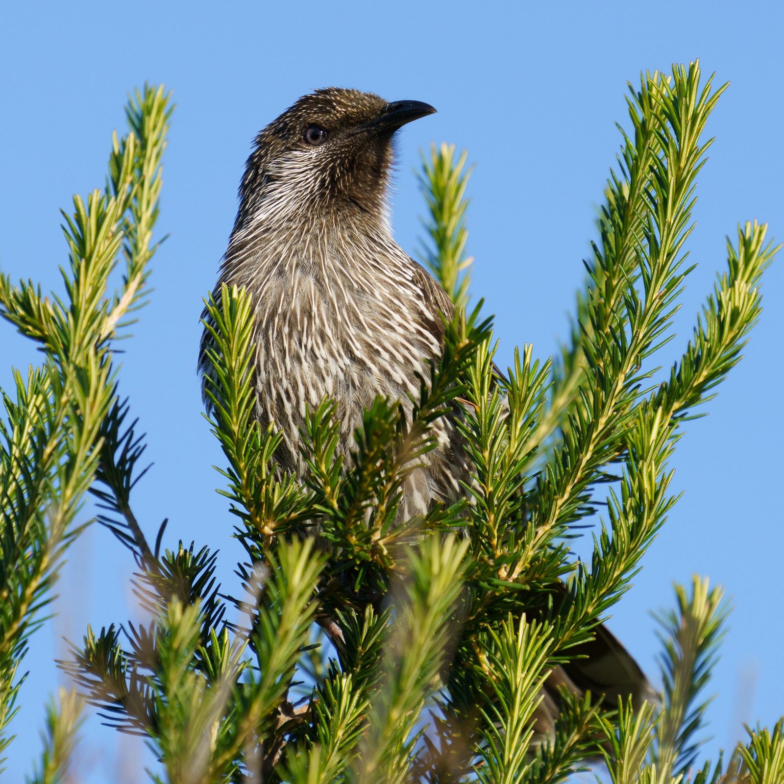 a wattlebird perched atop tea-tree foliage, streaked brown plumage catching afternoon light, head turned to survey its surroundings