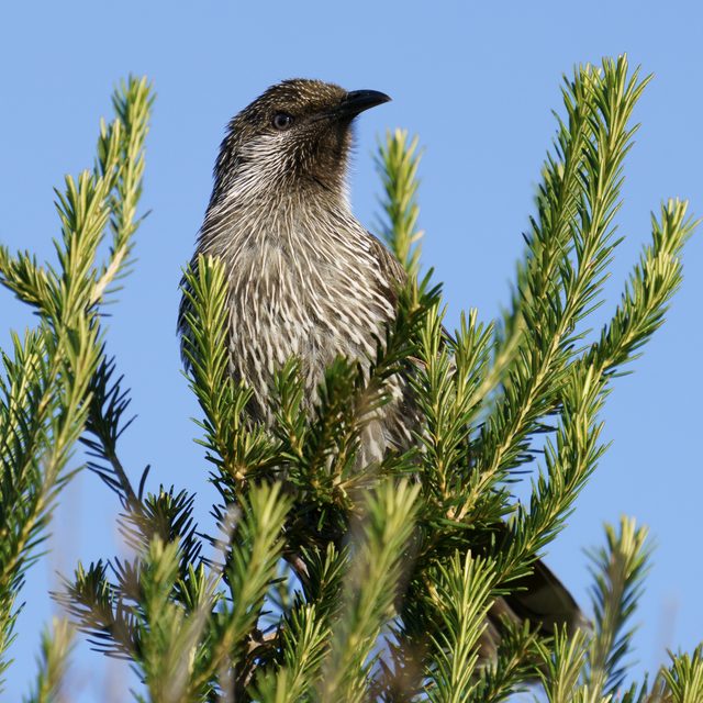a wattlebird perched atop tea-tree foliage, streaked brown plumage catching afternoon light, head turned to survey its surroundings
