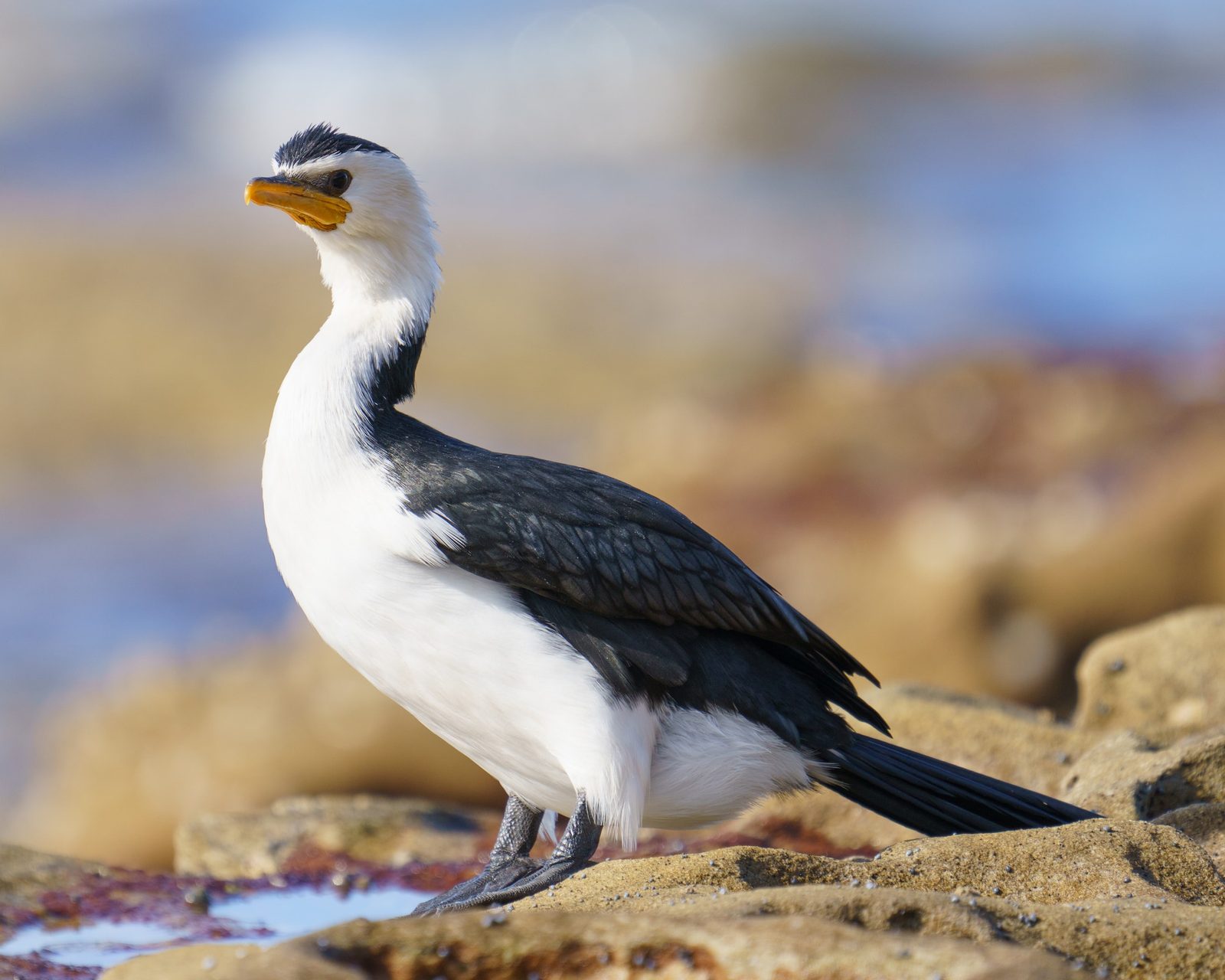 a black and white cormorant standing on a rock ledge, sunlit face turned to the side, feathers crisp against a soft blue backdrop