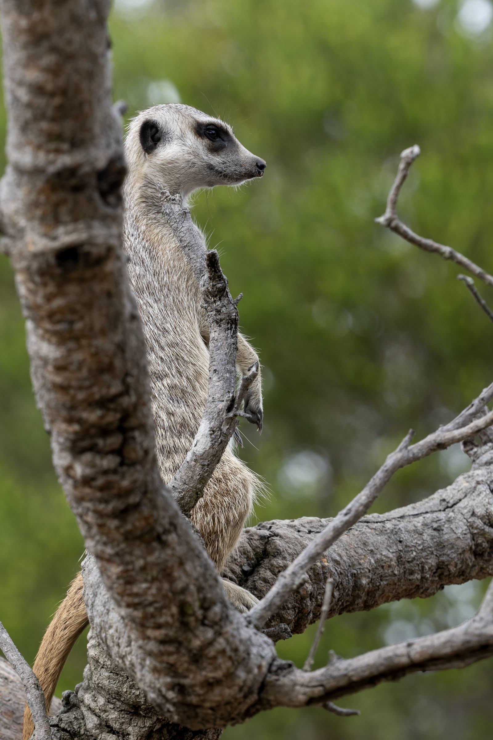 a meerkat stands upright in the fork of a bare tree, head turned to scan, green foliage soft behind it