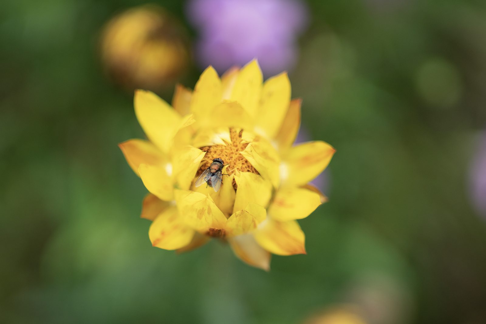 A small fly rests in the orange centre of a yellow everlasting flower, the rest of the meadow soft behind it.