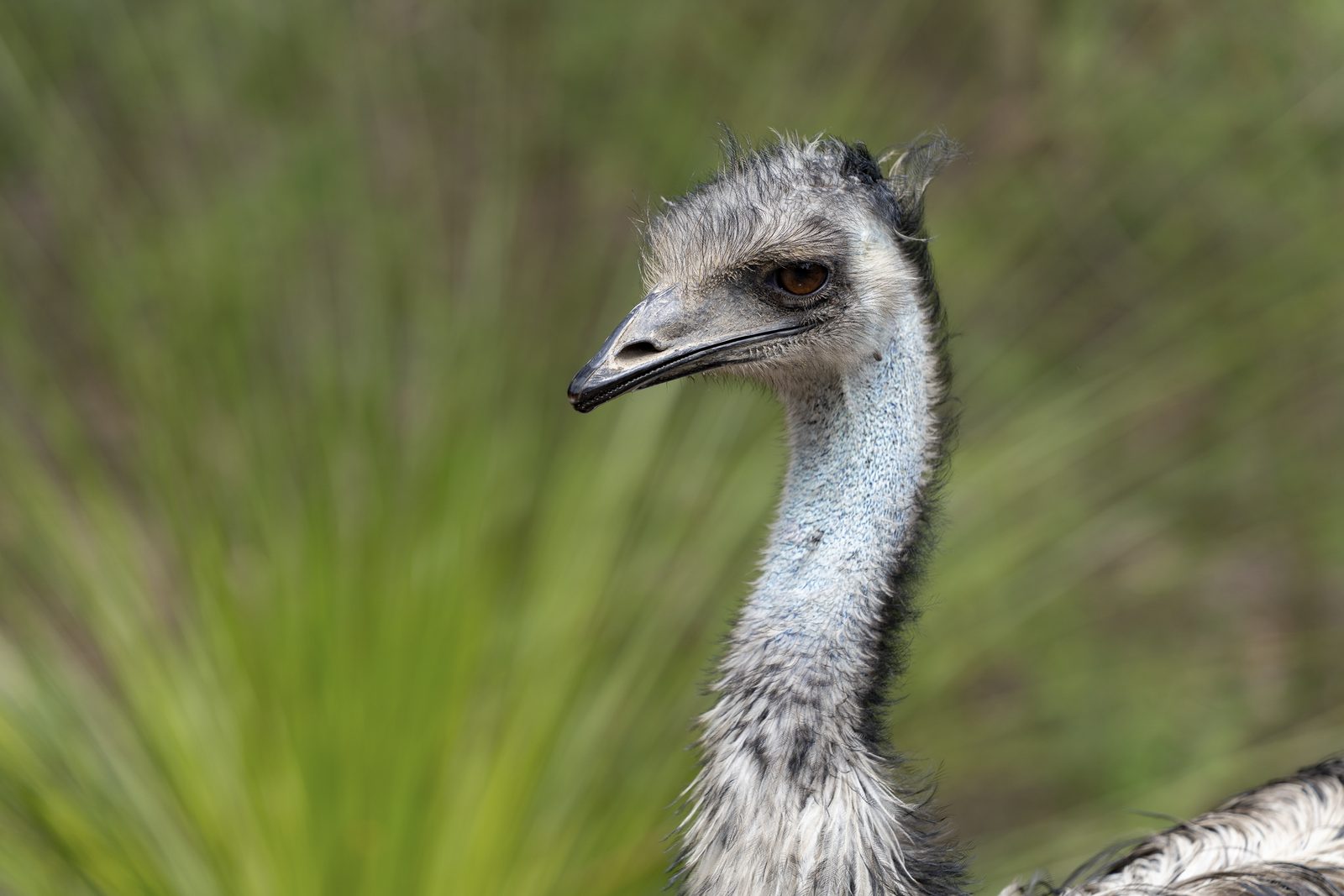 an emu's head and neck in profile, ragged dark crown feathers and blue skin showing through, against blurred grass