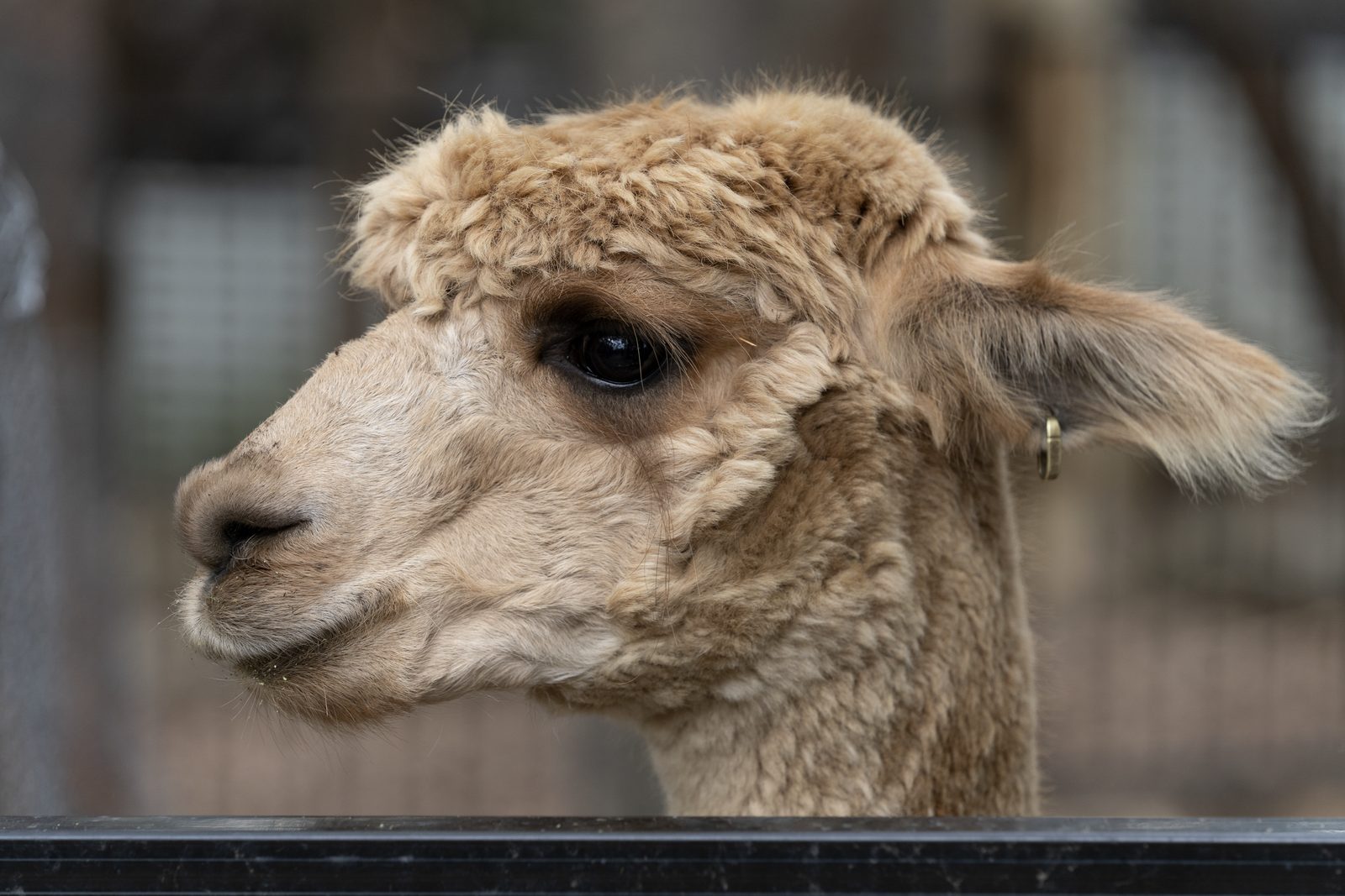 an alpaca's head in profile with thick cream fleece and a dark eye, a small tag through one ear