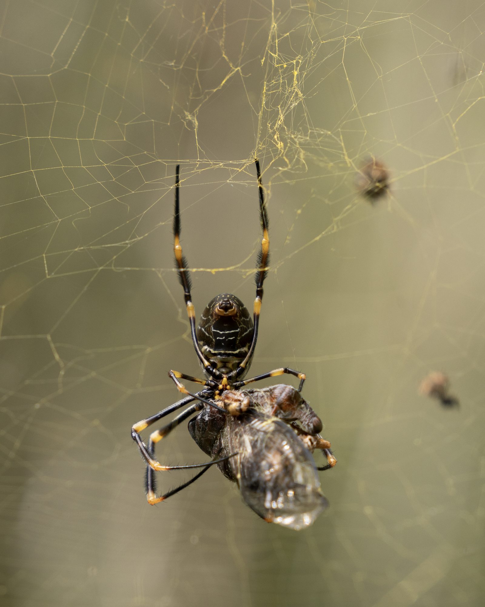 a golden orb-weaving spider hangs head-down on its web gripping a silk-wrapped insect, more bundles blurred behind
