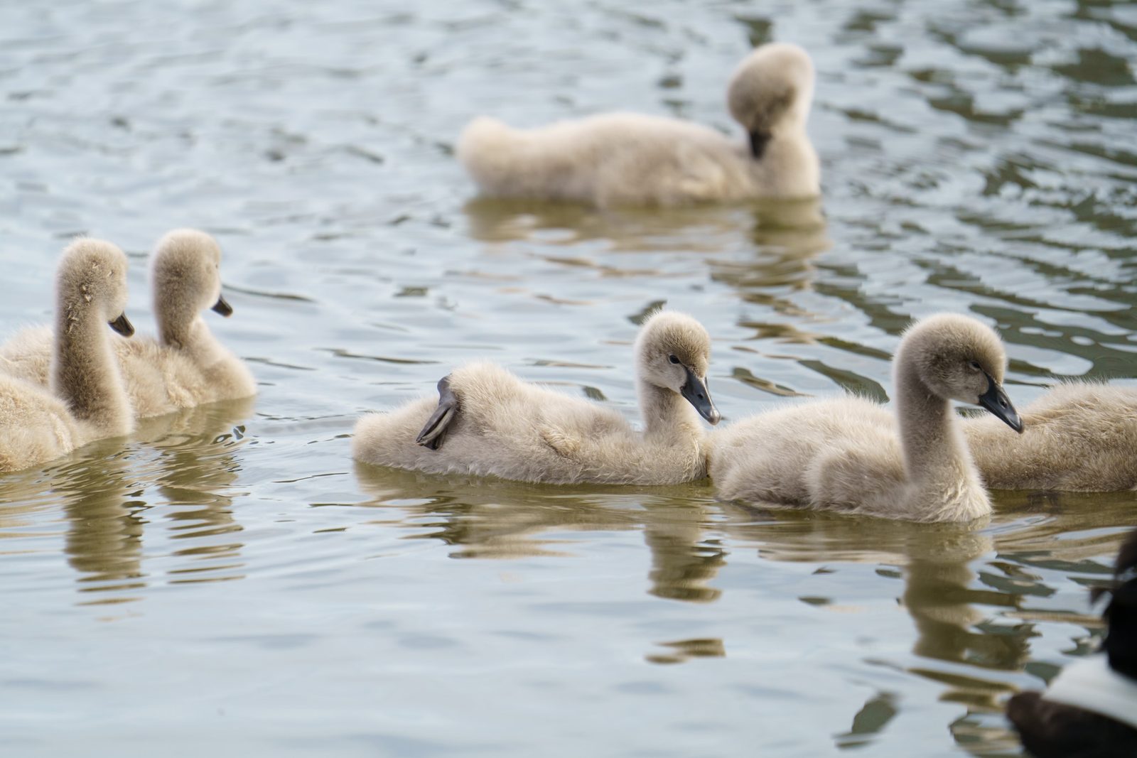 a group of fluffy black swan cygnets paddling together across a rippled lake, soft grey down catching flat overcast light
