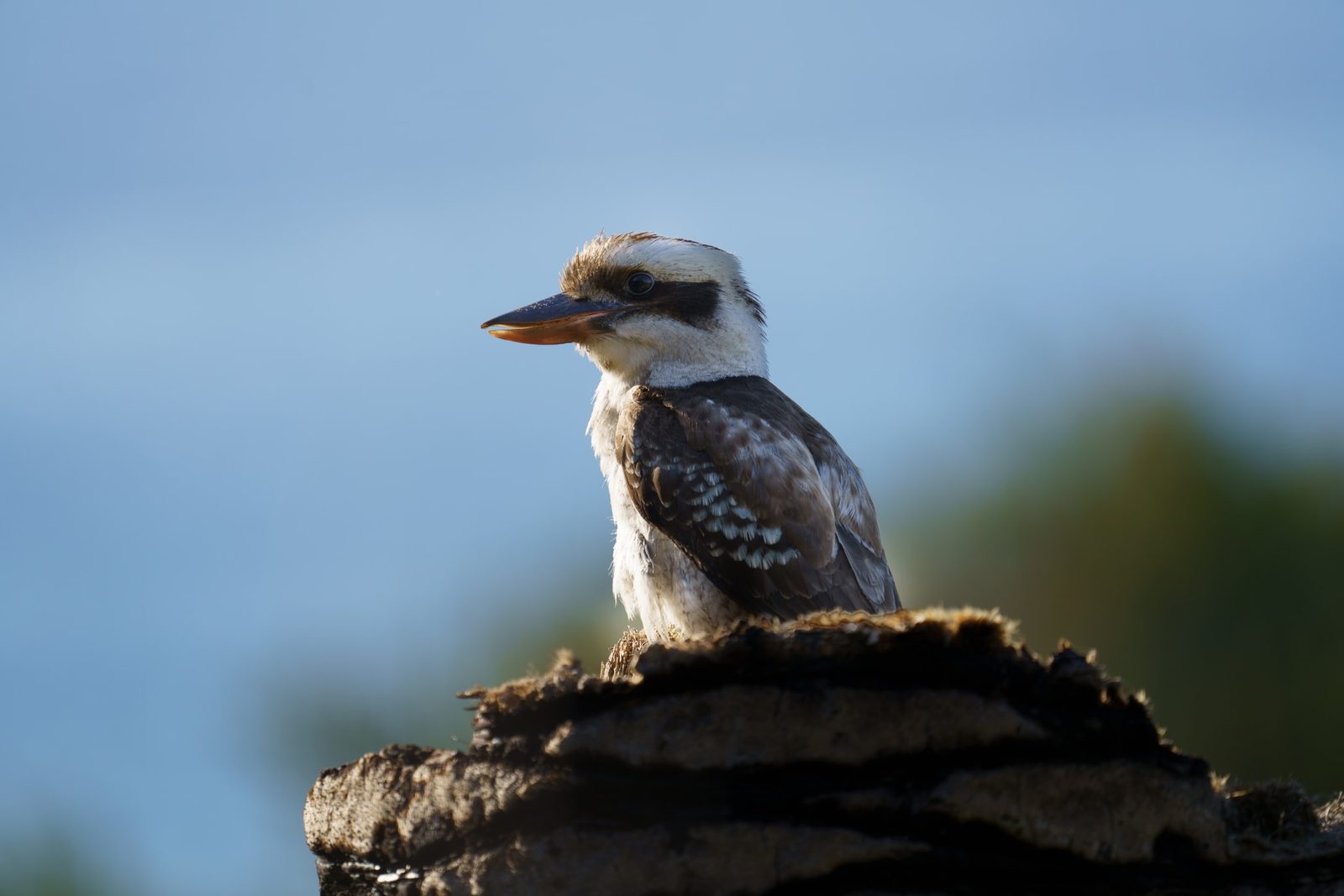 a laughing kookaburra perched on a bare tree stump, white head and dark eye-stripe lit against a clear blue sky